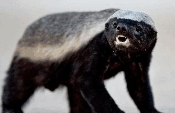 平头哥为什么谁都不怕