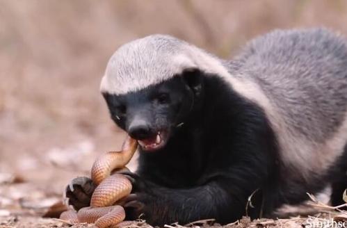 平头哥为什么谁都不怕