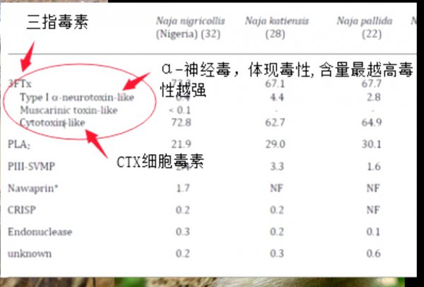 平头哥为什么谁都不怕