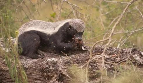 平头哥为什么谁都不怕