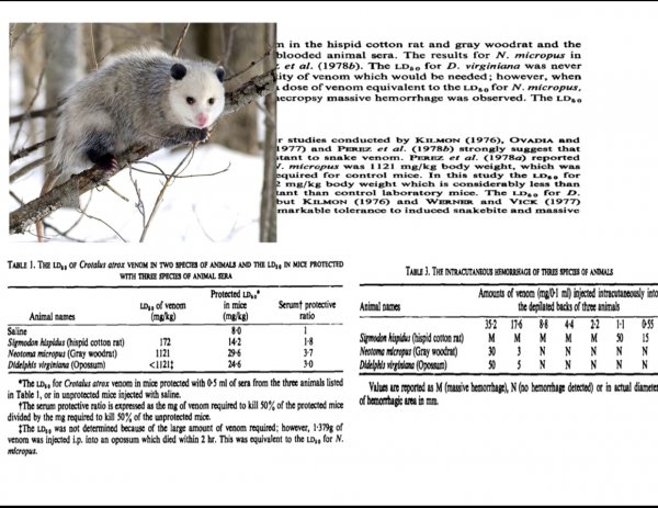 平头哥为什么谁都不怕
