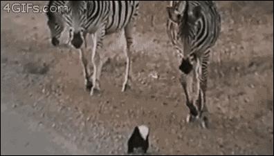 平头哥为什么谁都不怕