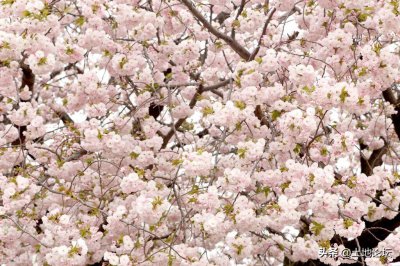 武大樱花最佳观赏时间 武汉大学的樱花什么时候开