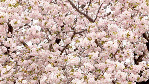 武大樱花最佳观赏时间