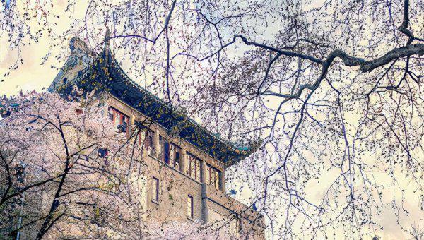 武大樱花最佳观赏时间