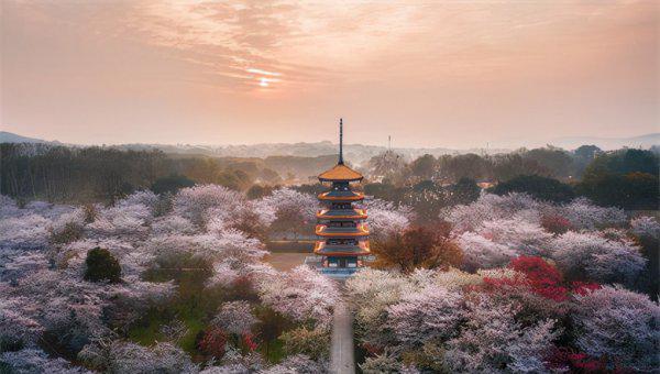 武大樱花最佳观赏时间