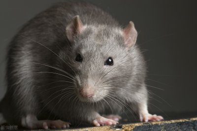 民间传说老鼠嫁女的故事 老鼠嫁女告诉我们什么道理