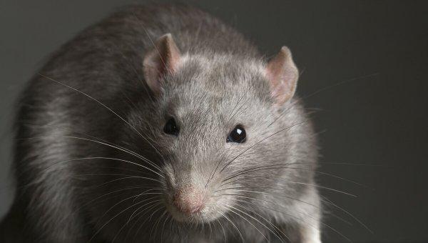 民间传说老鼠嫁女的故事