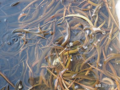 黄鳝养殖技术 人工养殖黄鳝怎么繁殖的最新技术及方法