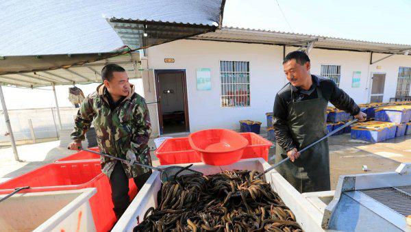 黄鳝养殖技术