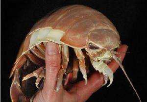 尸鳖是真实存在的吗