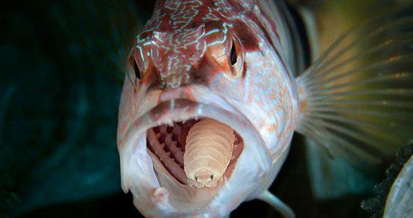 尸鳖是真实存在的吗