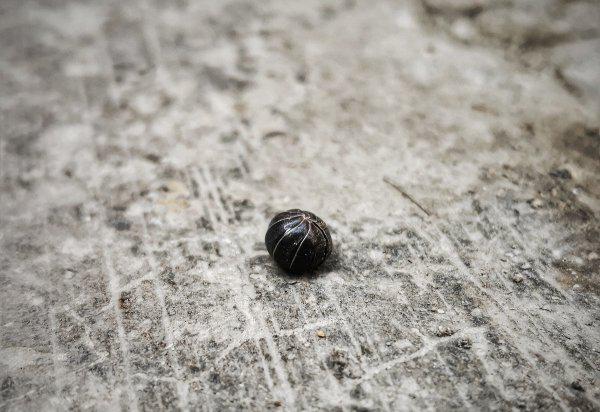 尸鳖是真实存在的吗