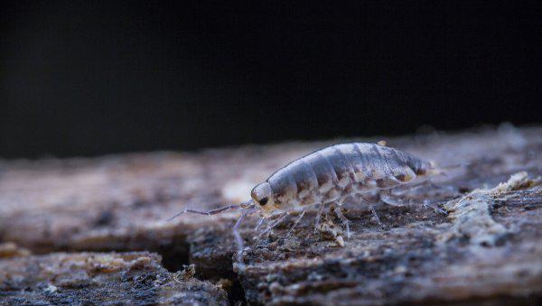 尸鳖是真实存在的吗