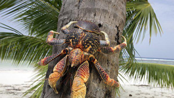 尸鳖是真实存在的吗