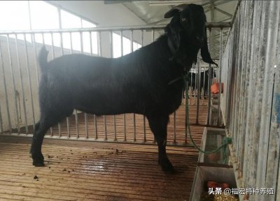 最大的羊品种400斤 体型最大的黑山羊有什么特点