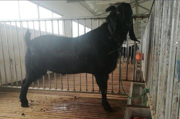 最大的羊品种400斤