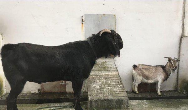 最大的羊品种400斤