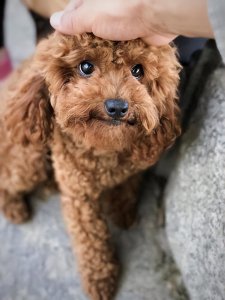 泰迪犬恨主人的表现有哪些 泰迪为什么会记仇报复你