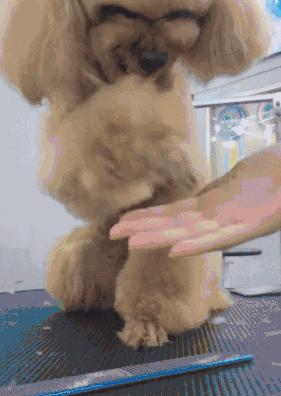 泰迪犬恨主人的表现有哪些