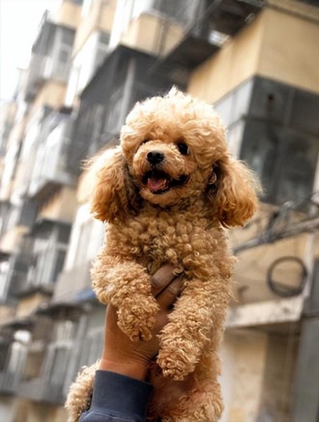 泰迪犬恨主人的表现有哪些