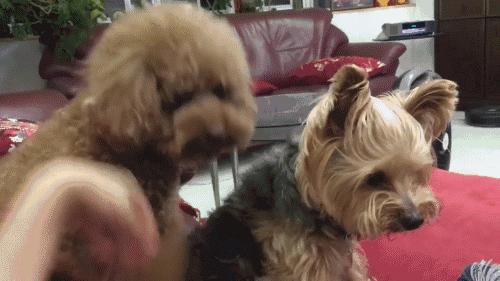 泰迪犬恨主人的表现有哪些