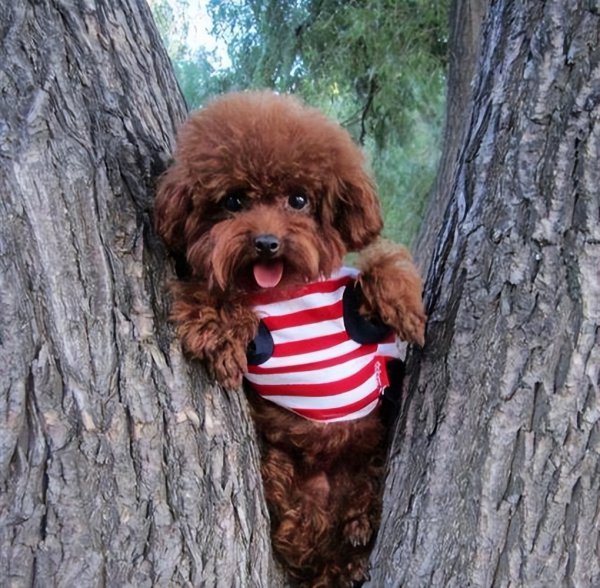 泰迪犬恨主人的表现有哪些