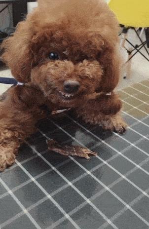 泰迪犬恨主人的表现有哪些