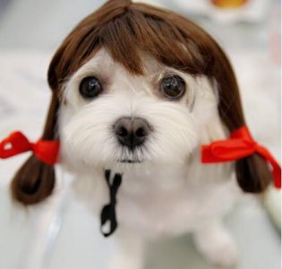 女生养什么狗比较好 女生养狗可以选择的六种狗狗