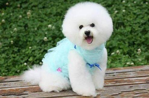 女生养什么狗比较好