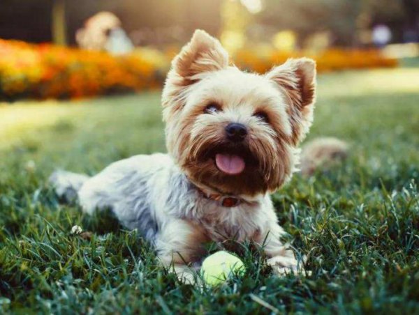 女生养什么狗比较好