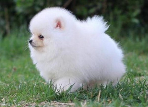 女生养什么狗比较好