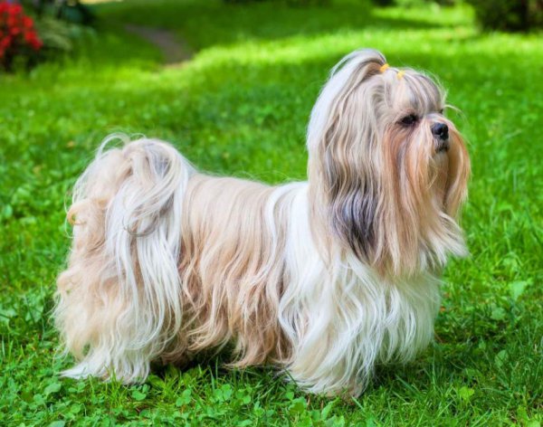 女生养什么狗比较好