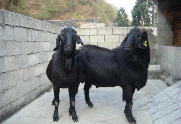 黑山羊养殖利润与成本