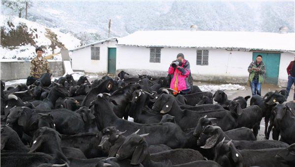 黑山羊养殖利润与成本