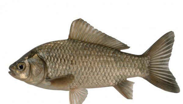 卵生和胎生的根本区别