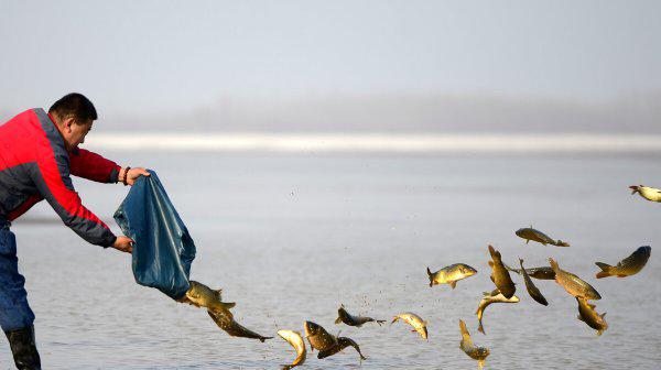 卵生和胎生的根本区别