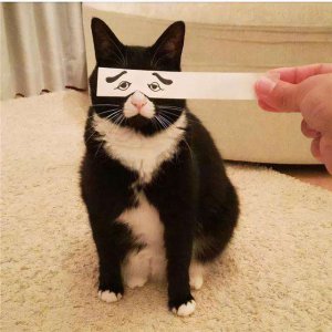 奶牛猫的性格特点 中华田园奶牛猫咪的脾气咋么样