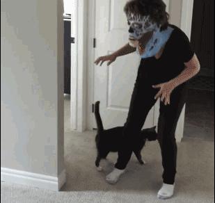 奶牛猫的性格特点