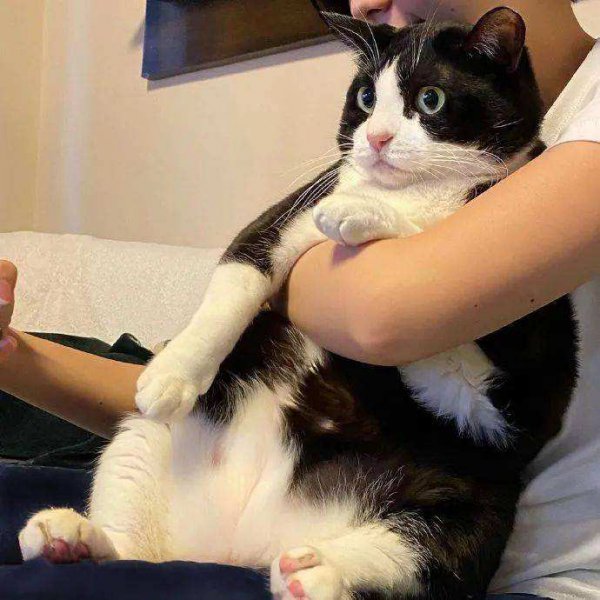 奶牛猫的性格特点