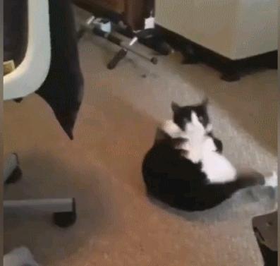 奶牛猫的性格特点