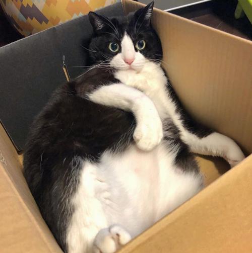 奶牛猫的性格特点