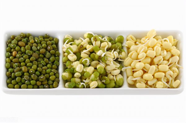 绿豆发芽实验步骤