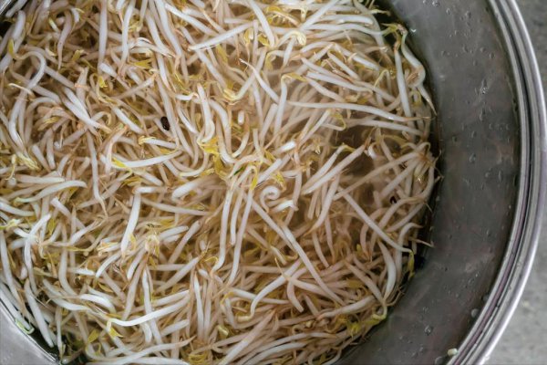 绿豆发芽实验步骤