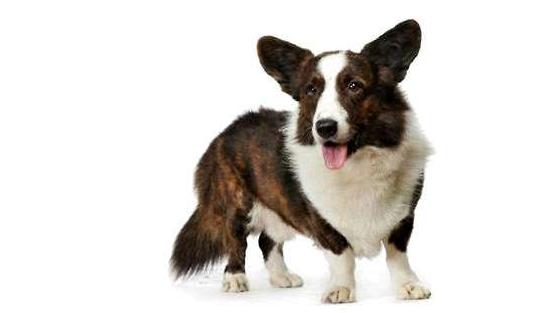 柯基犬智商排名是第几