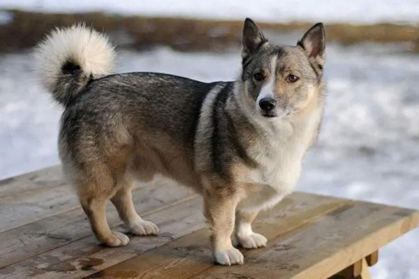 柯基犬智商排名是第几