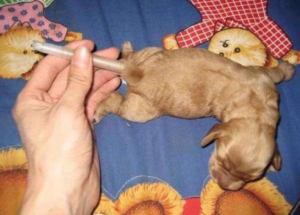 柯基犬智商排名是第几