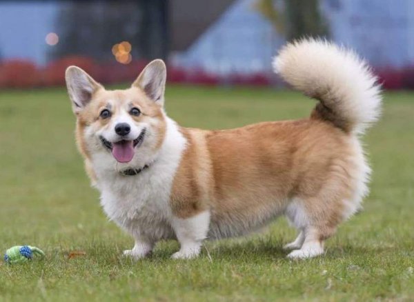 柯基犬智商排名是第几