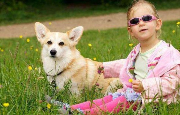 柯基犬智商排名是第几