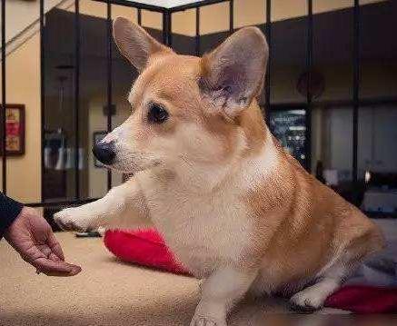 柯基犬智商排名是第几